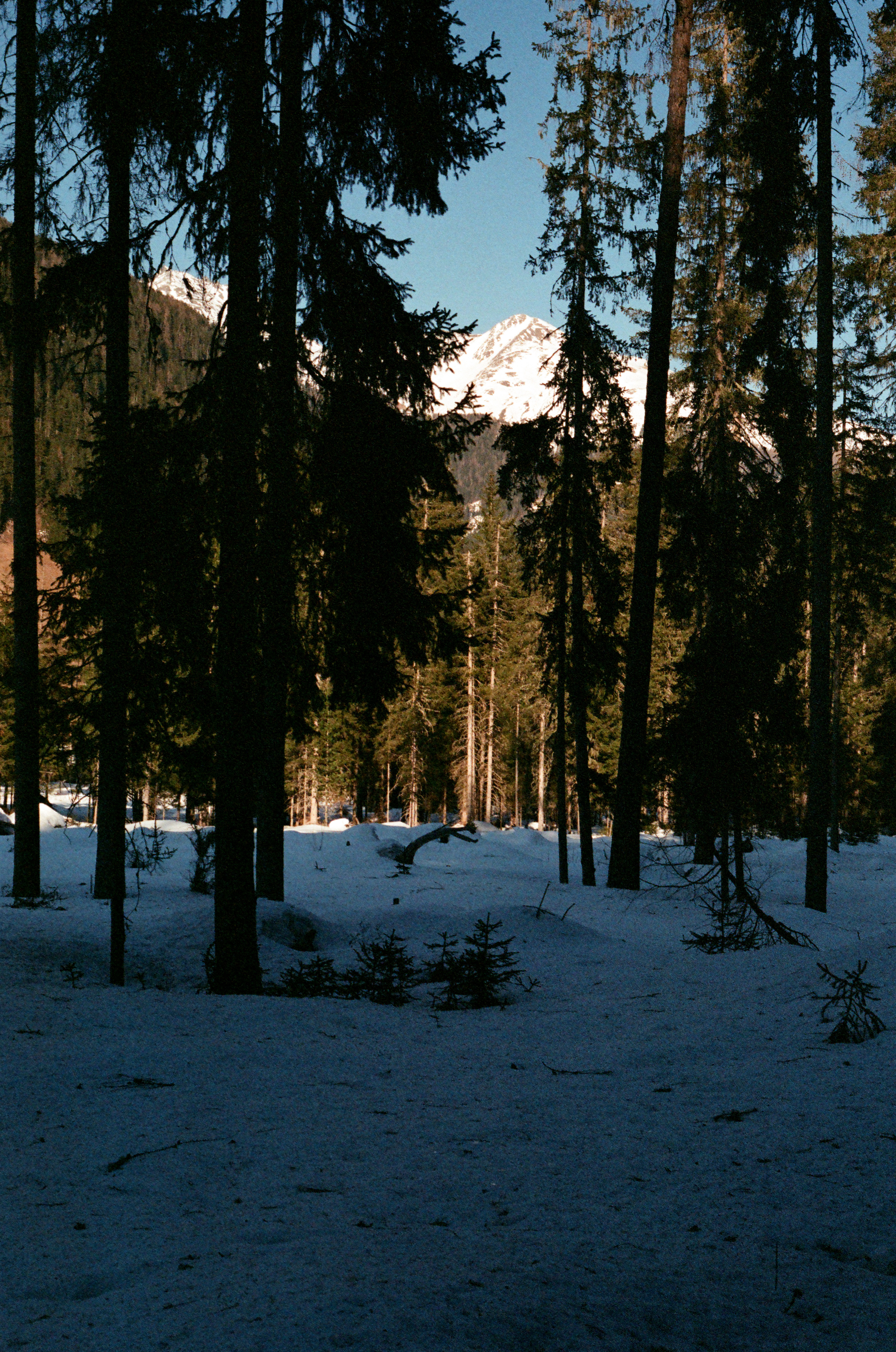 trees
