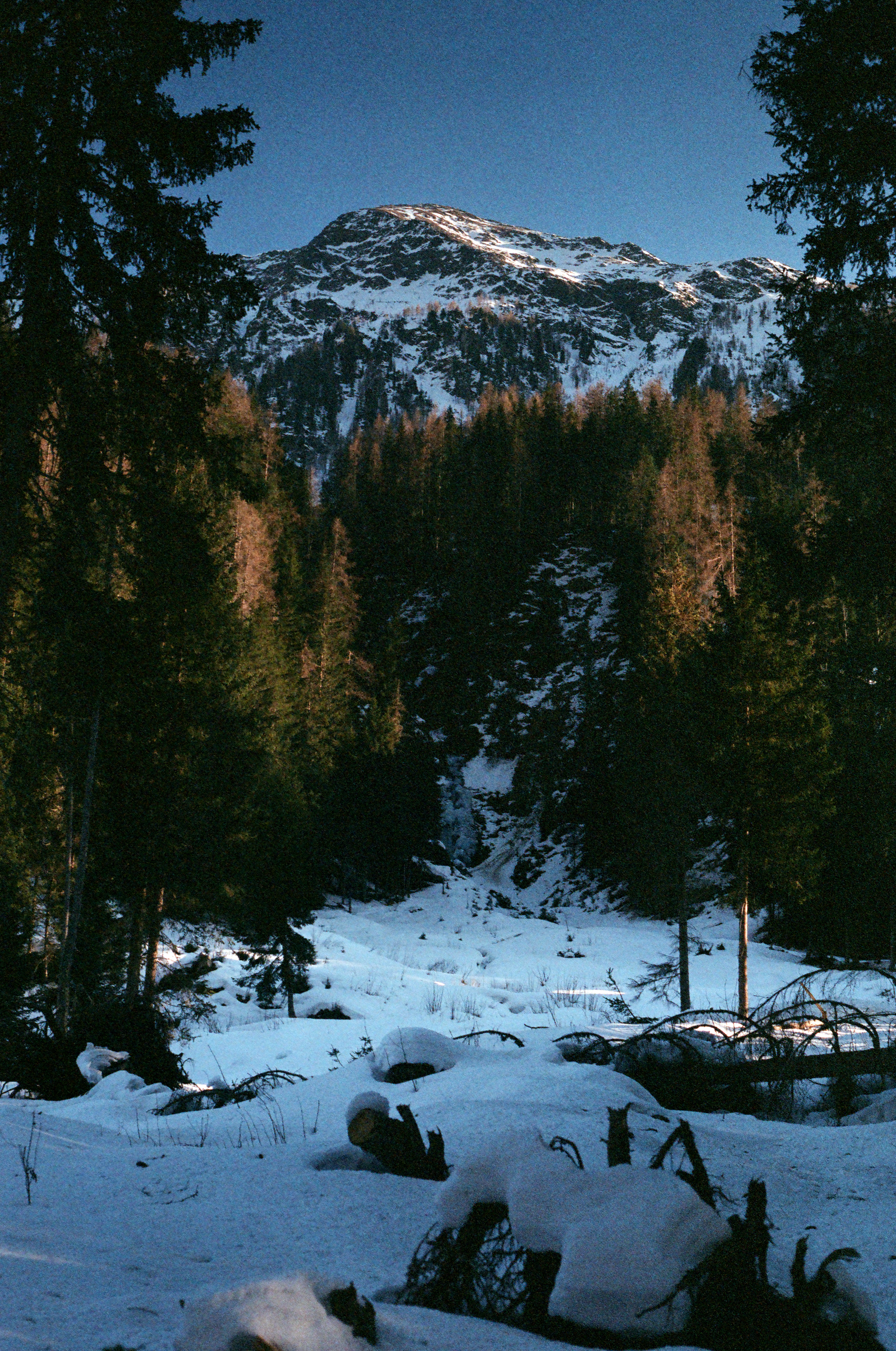 trees2