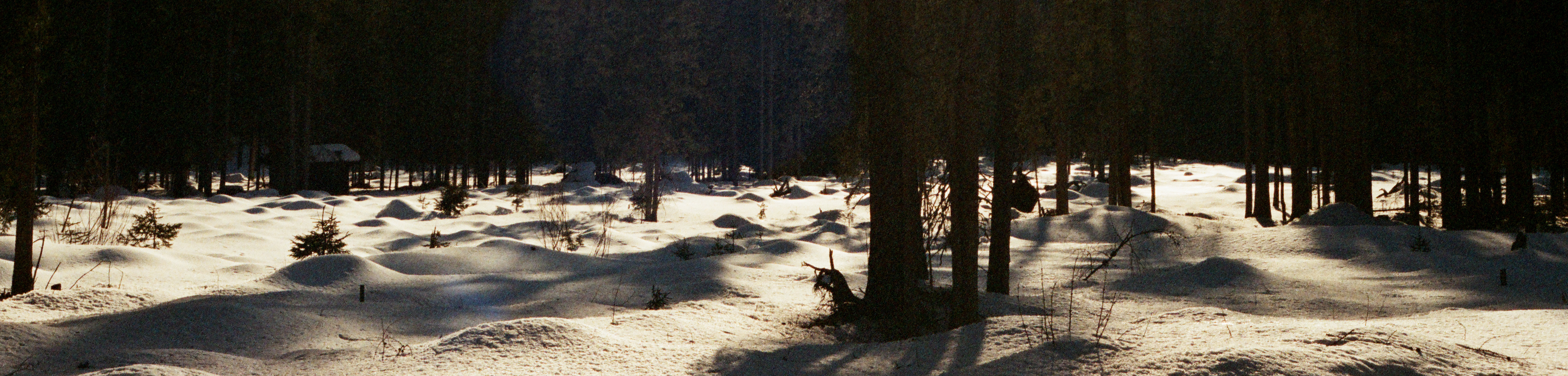 trees3