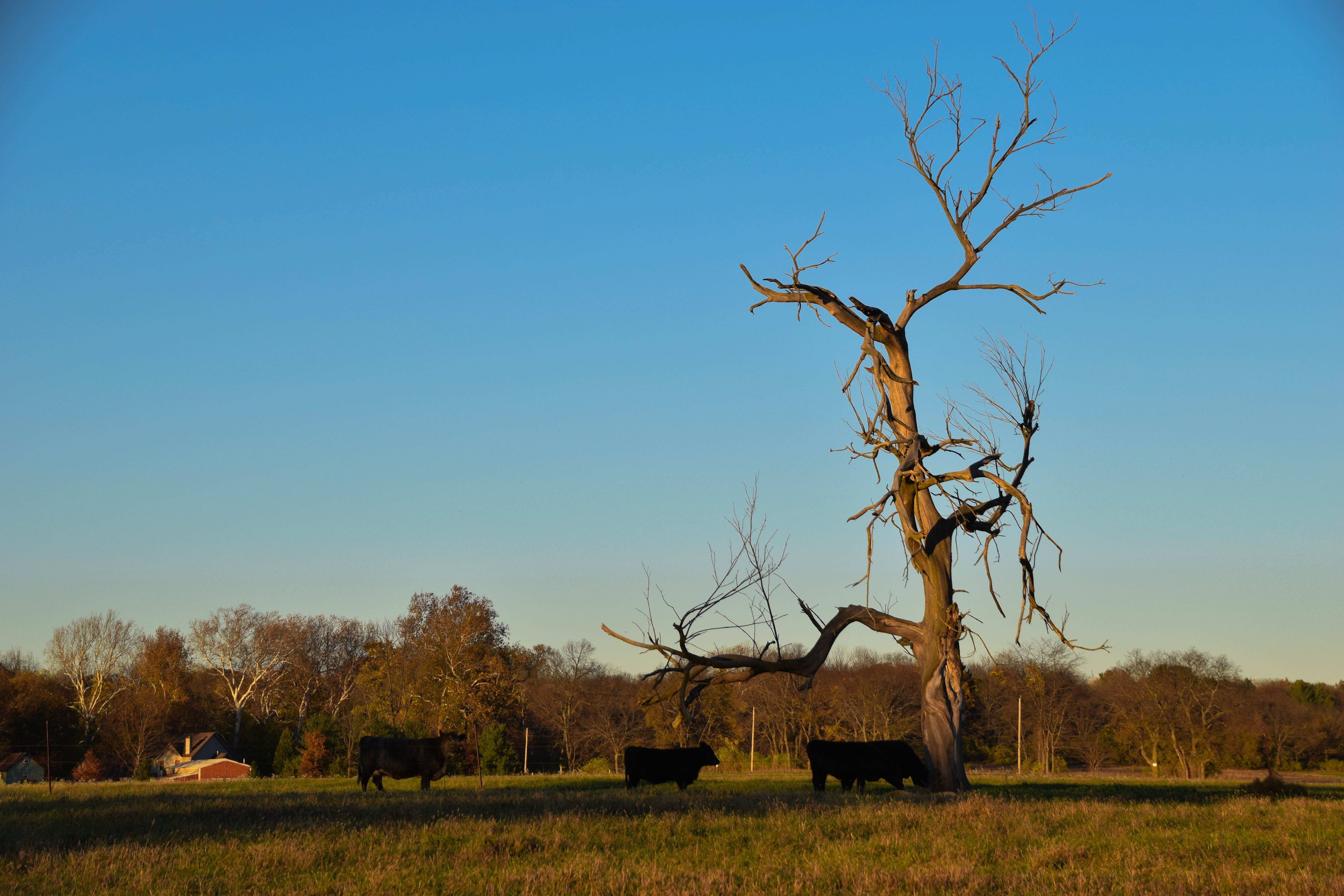 cows