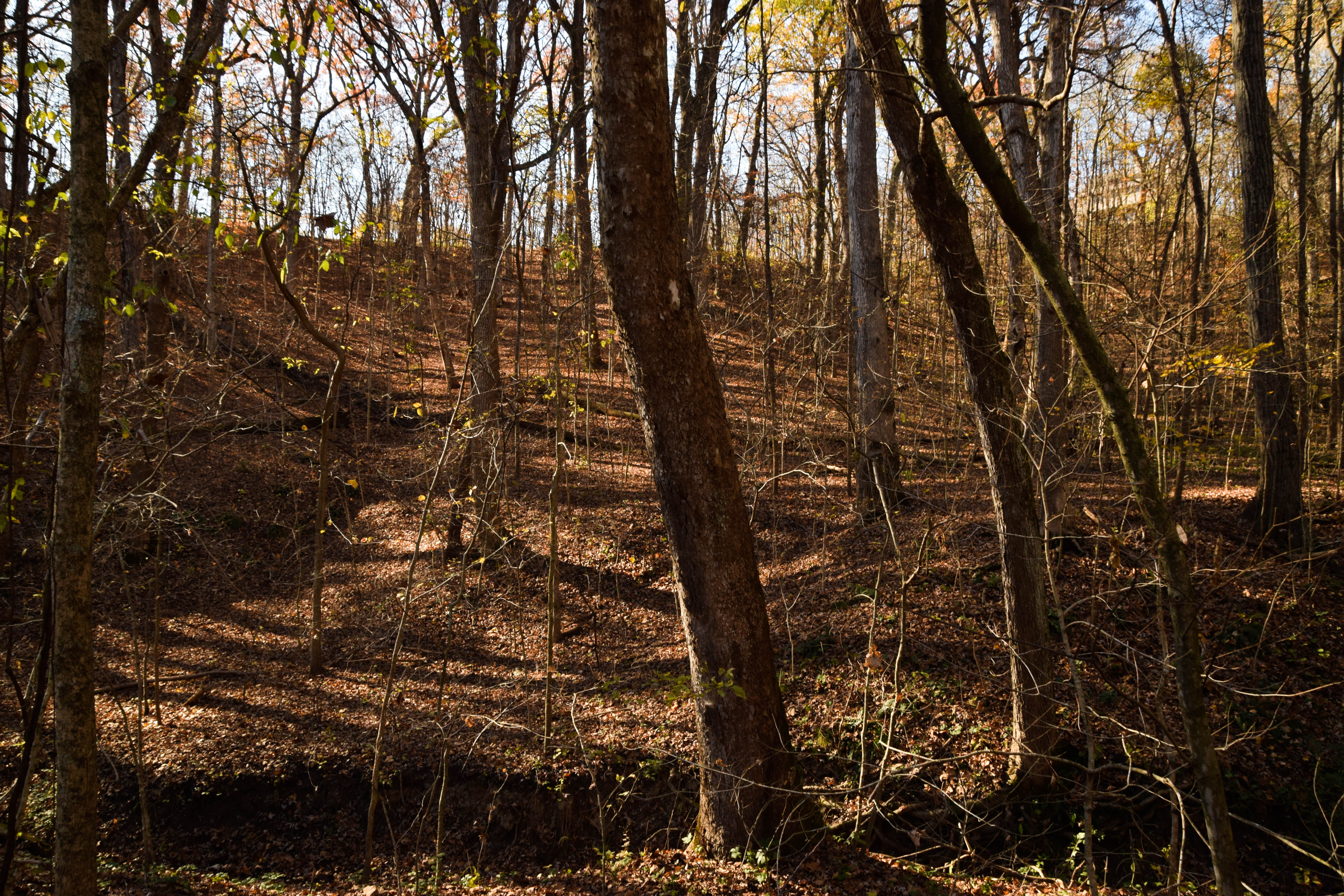 forest