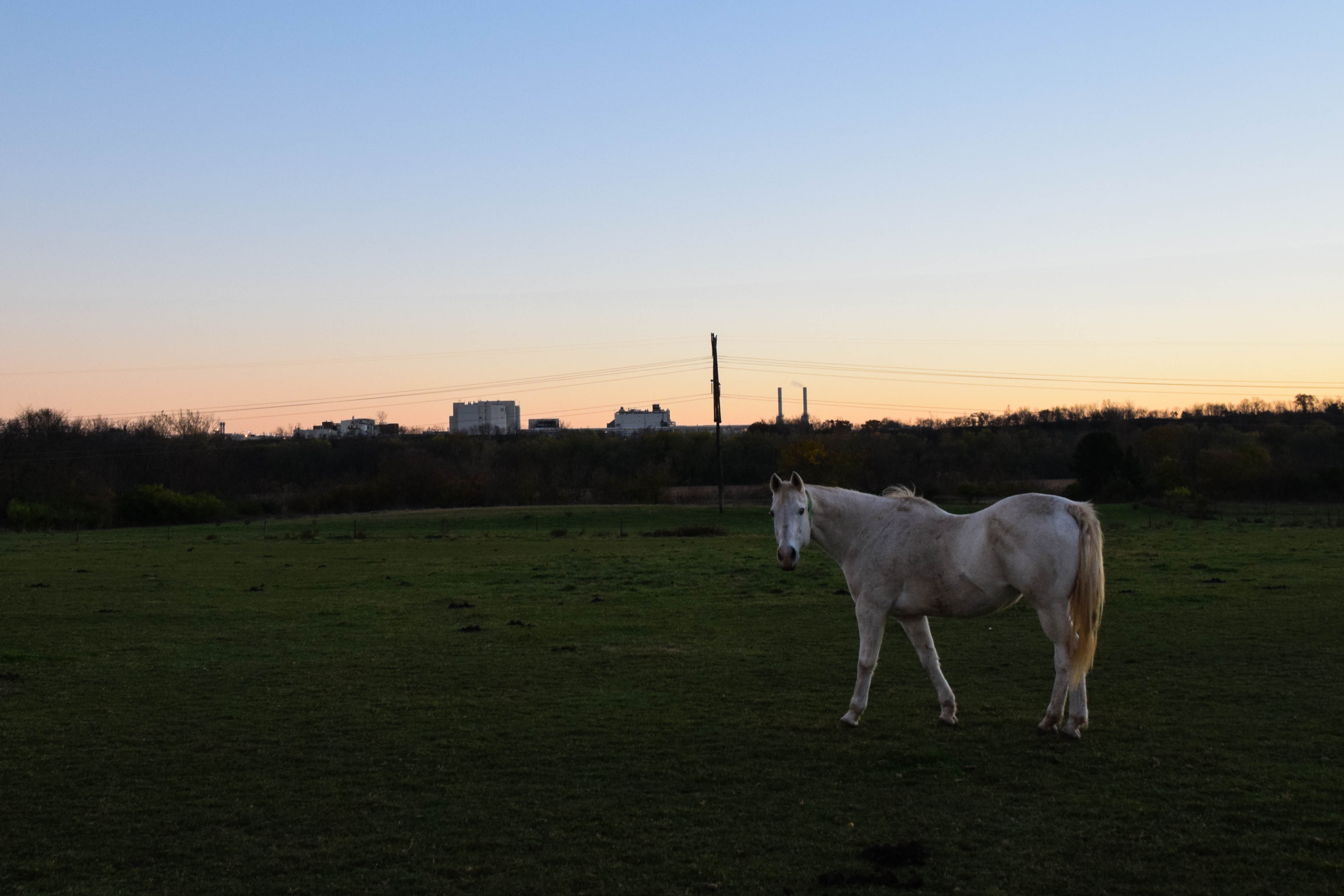 horse