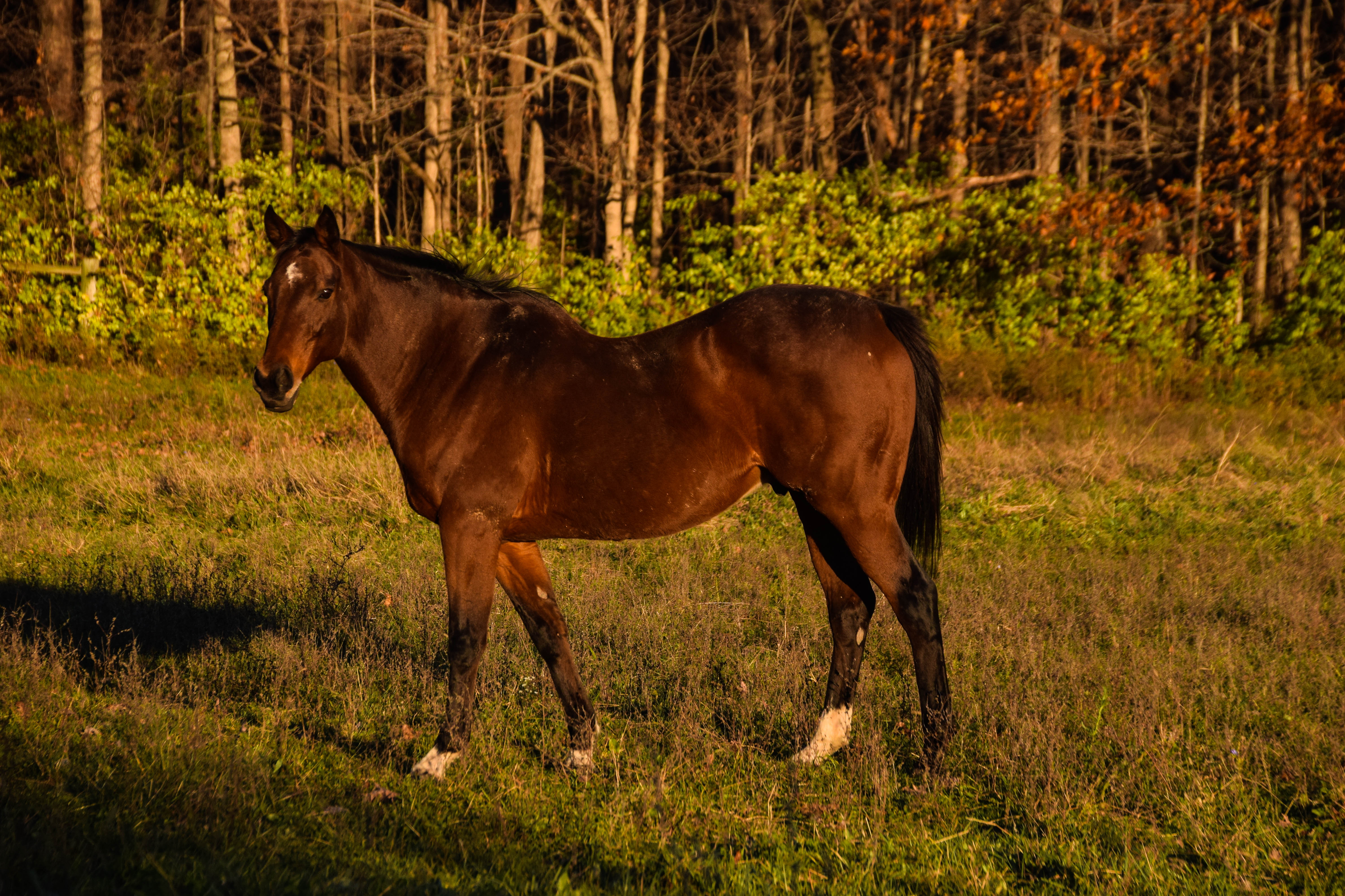 horse2