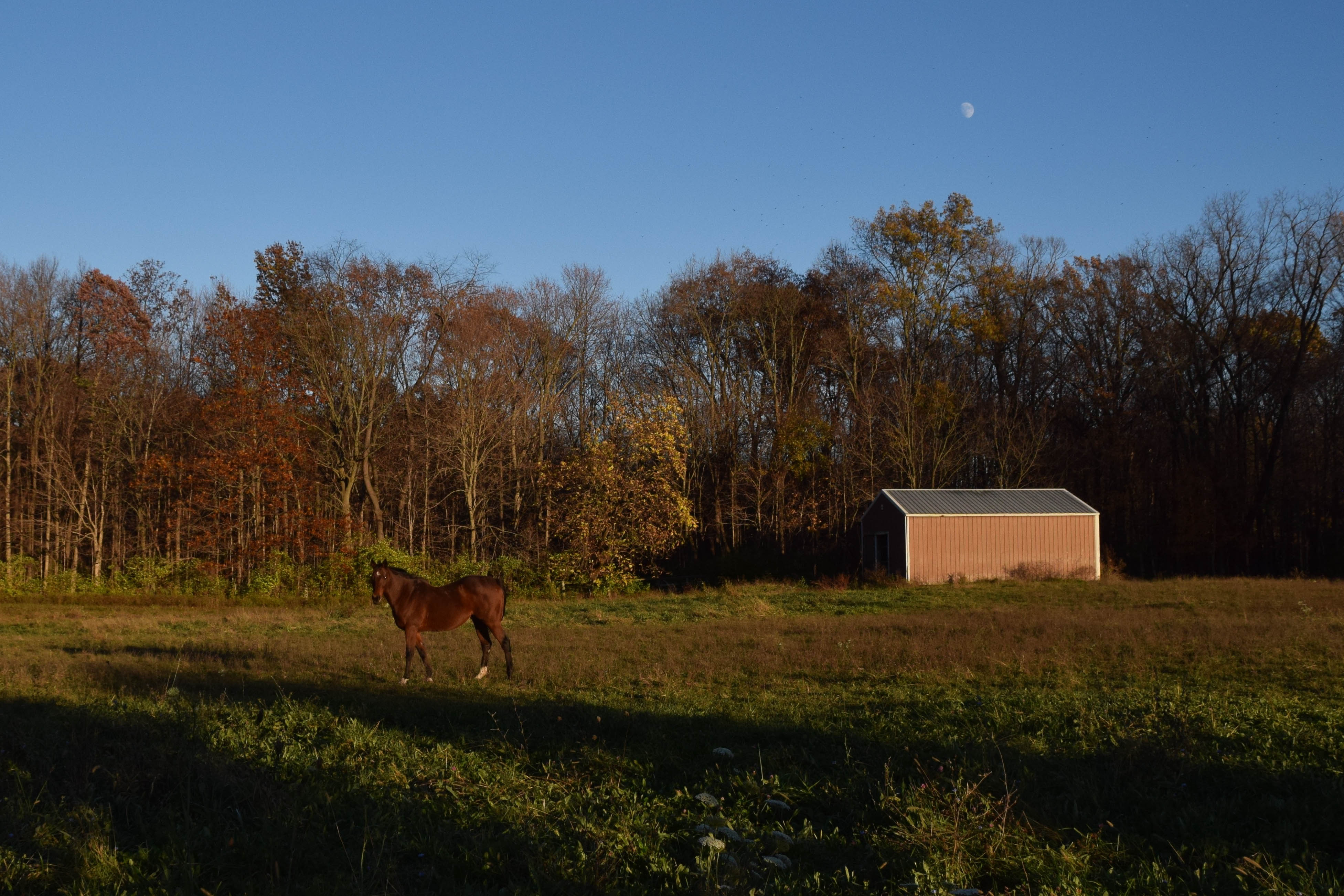 horse3