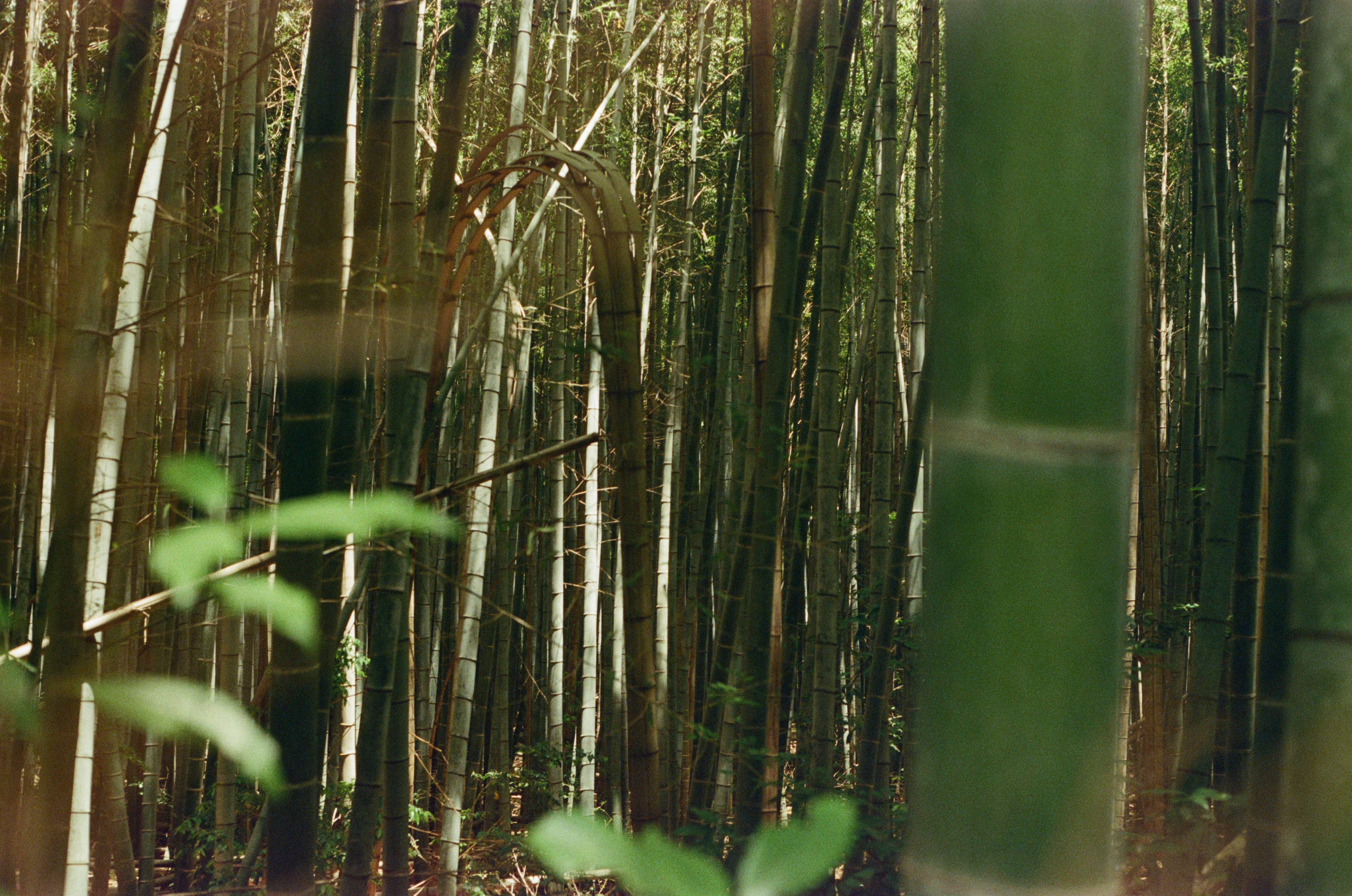 bamboo