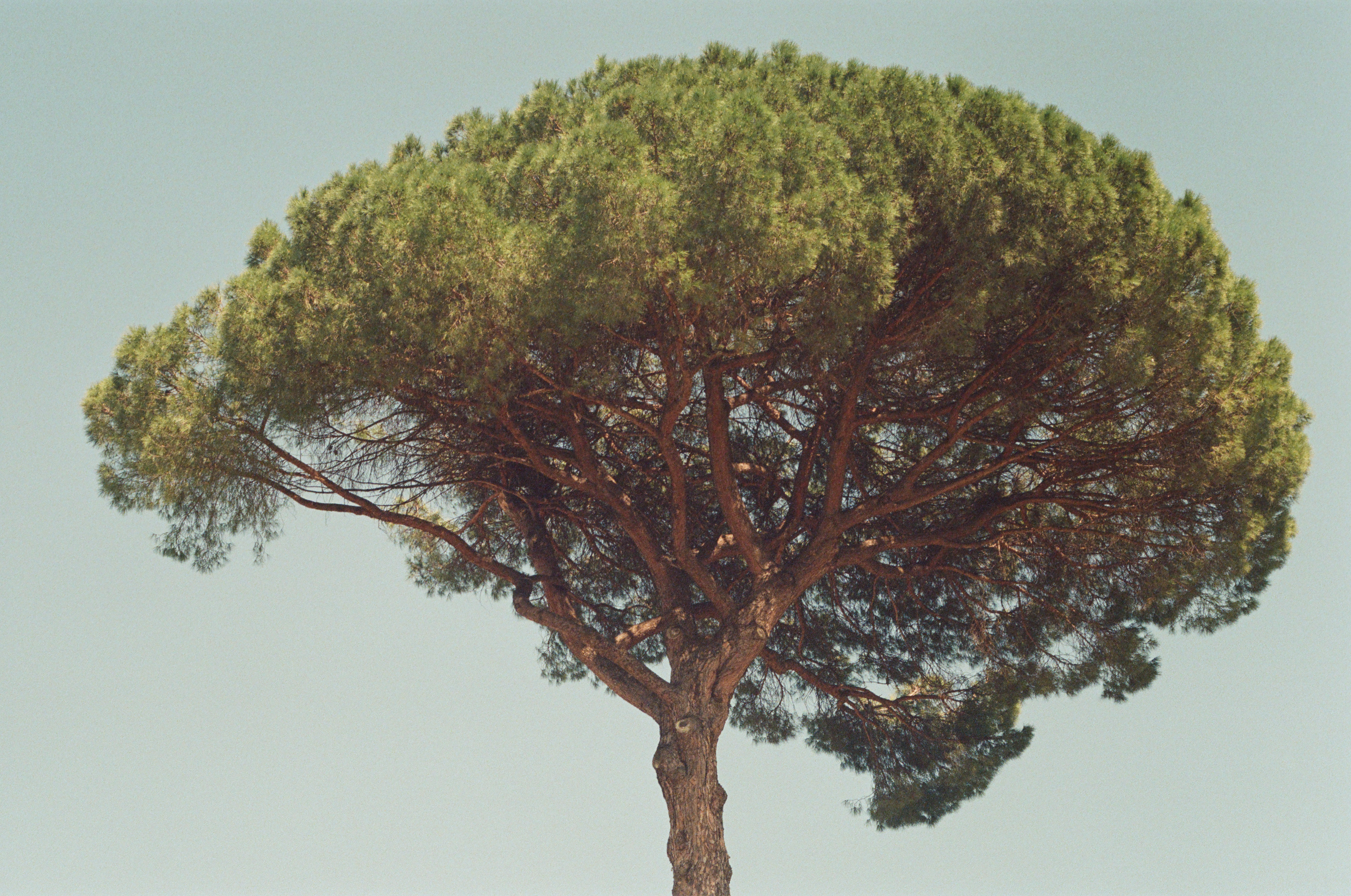 tree