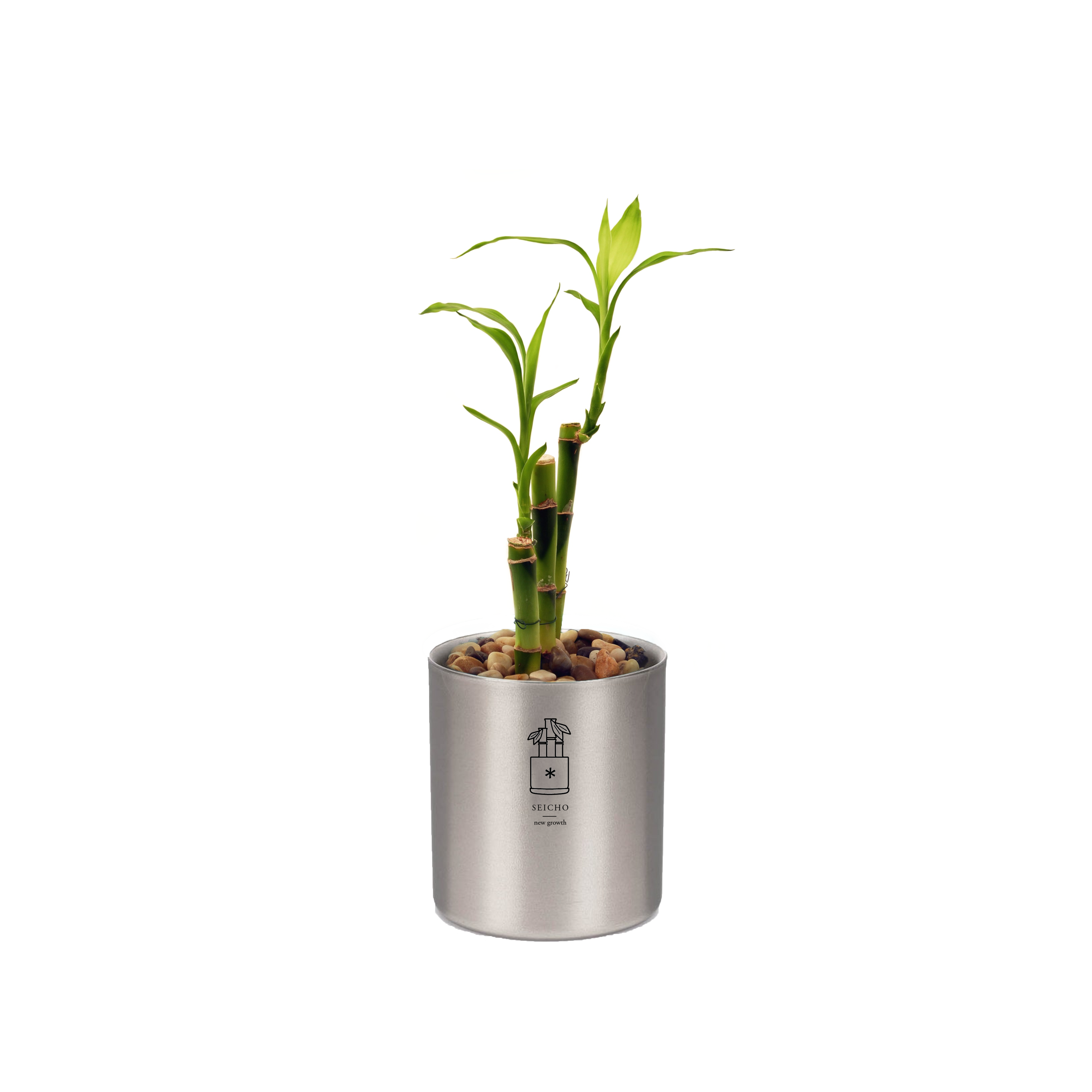 seicho-bamboo